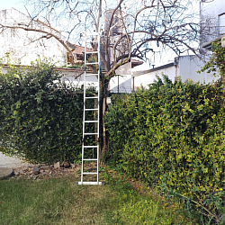 Antes